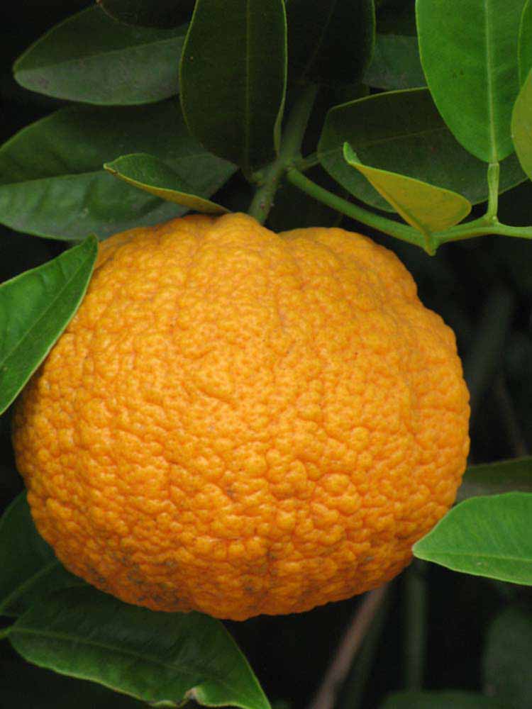            Fruit (Riverside, CA)   